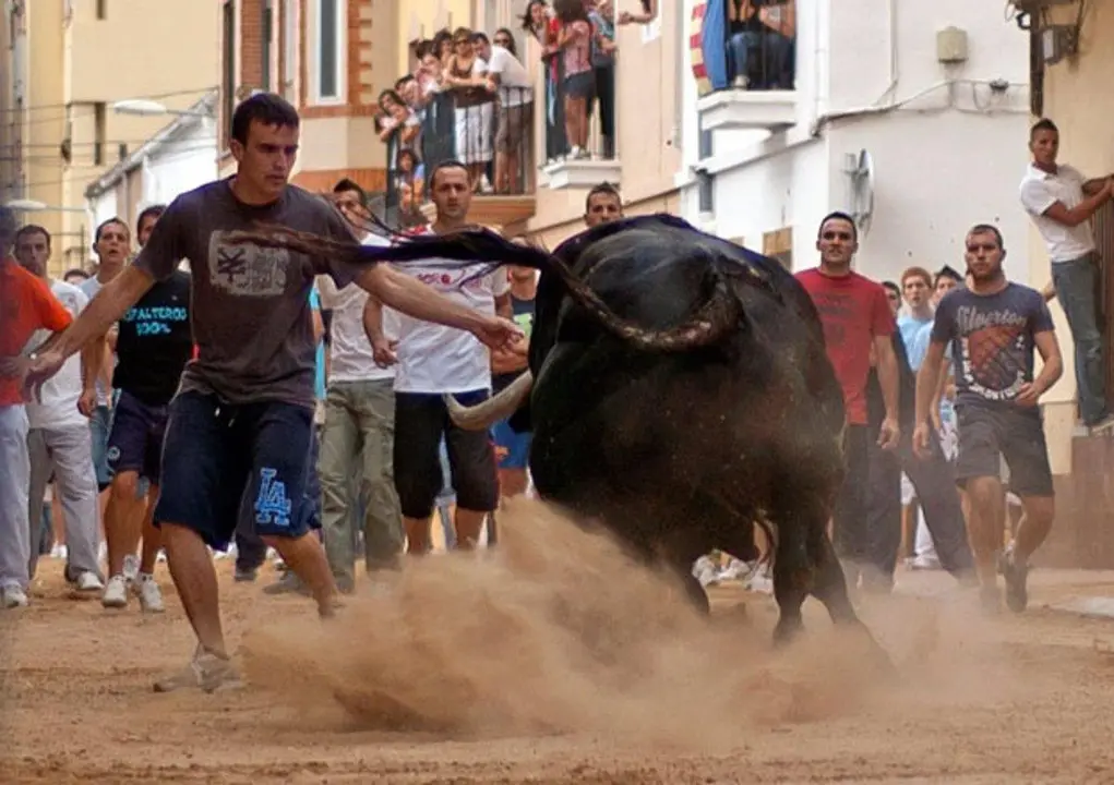 Bous al carrer. - EP.