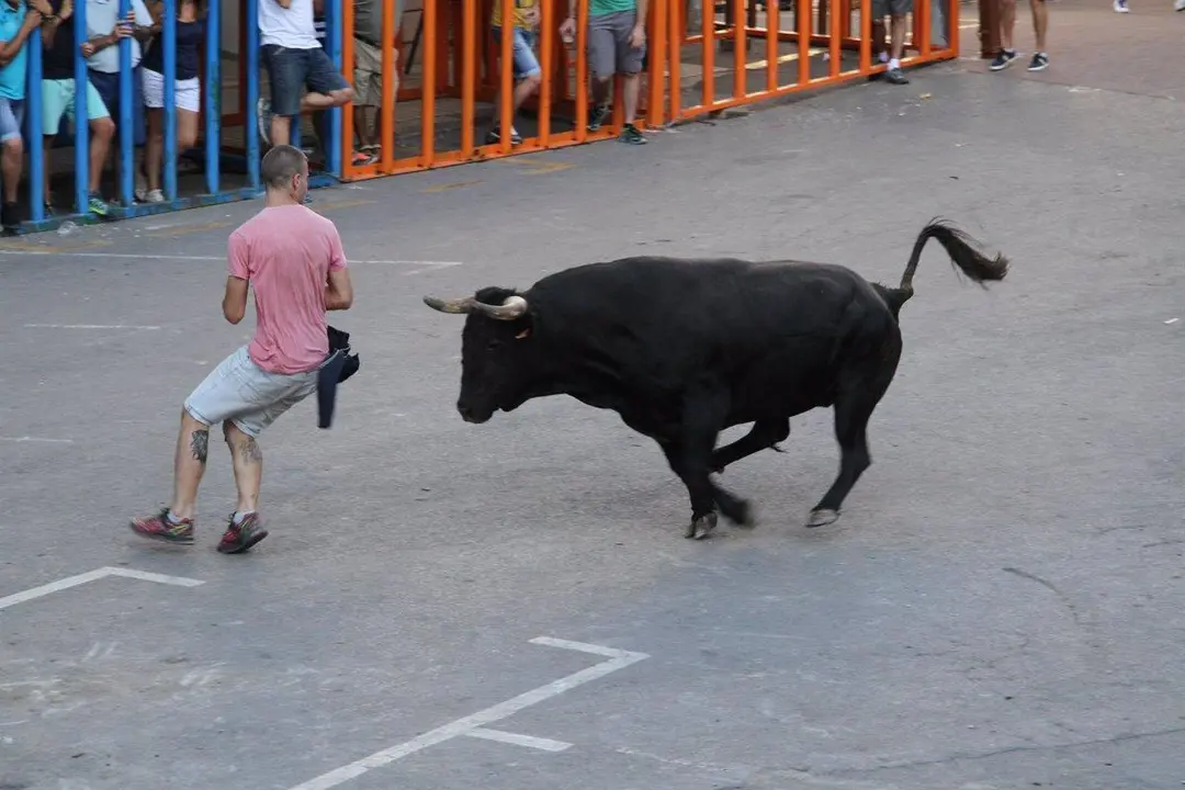 Bous al carrer. - EP.