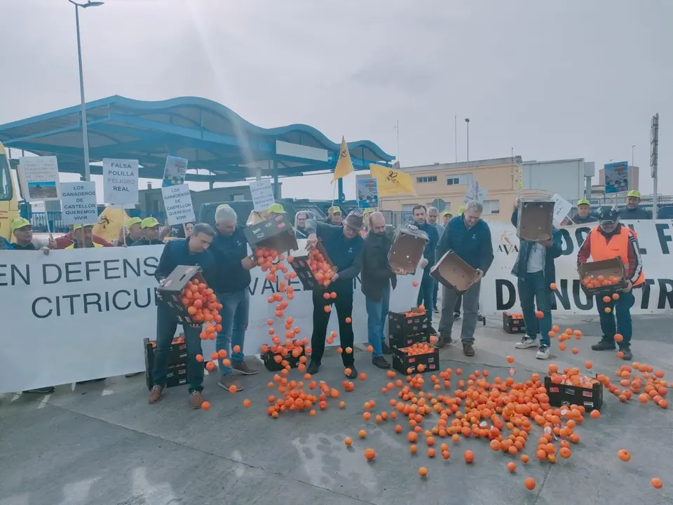 Agricultores tirando las mandarinas. - Europa Press