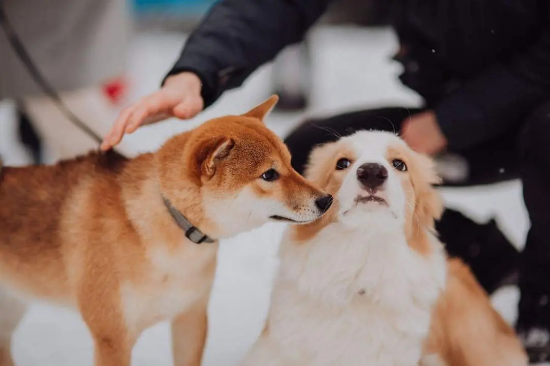 Perros. - 123RF/kseniyaresphoto