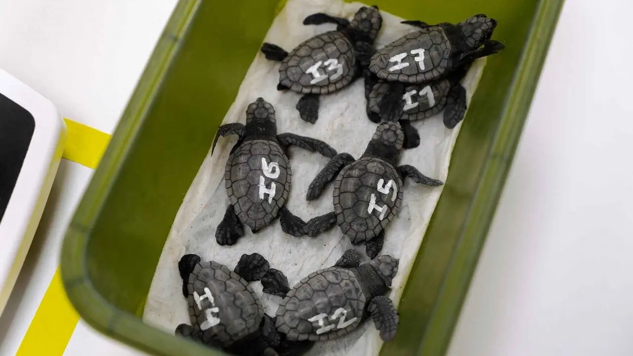 Nacen varios ejemplares de tortuga boba | EP