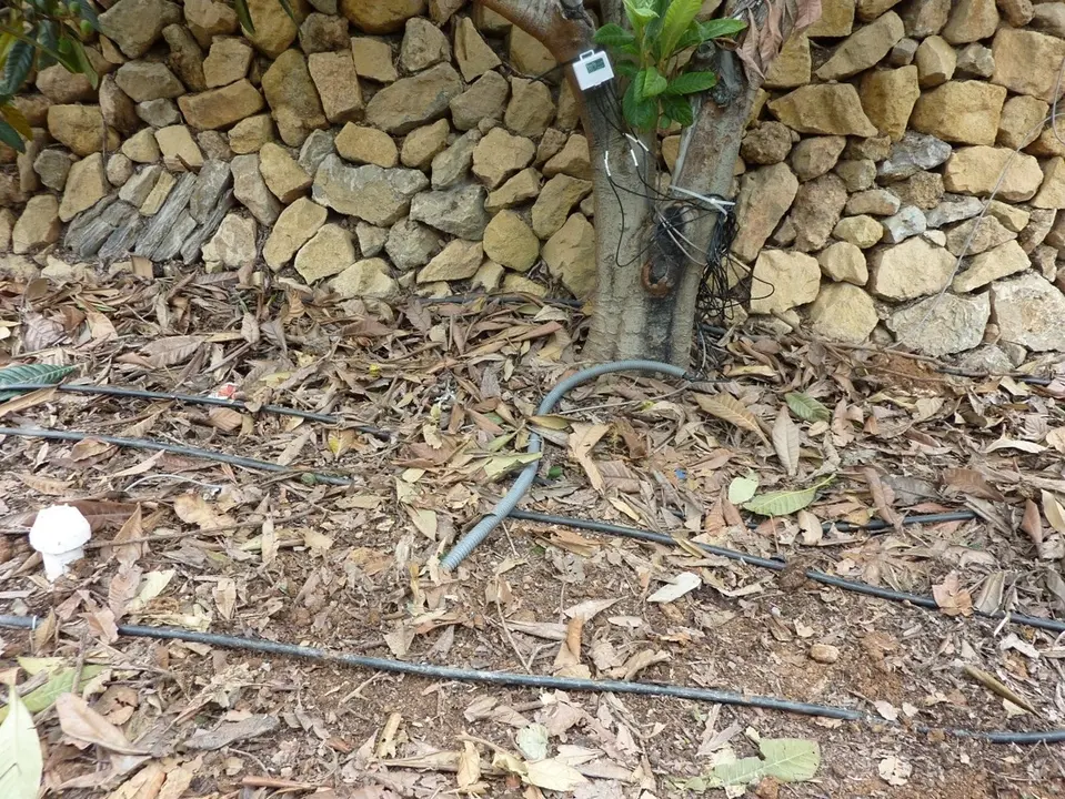 Imagen de riego por goteo en cultivo de n&iacute;spero
- GVA