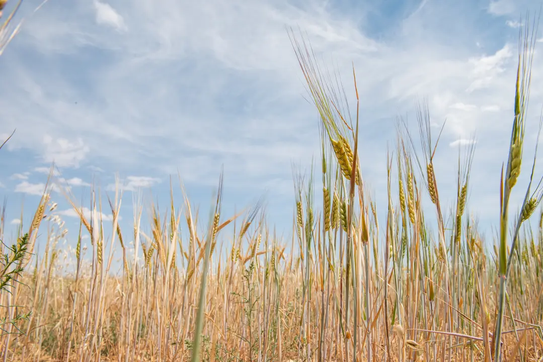 Campo de trigo. | Europa Press.