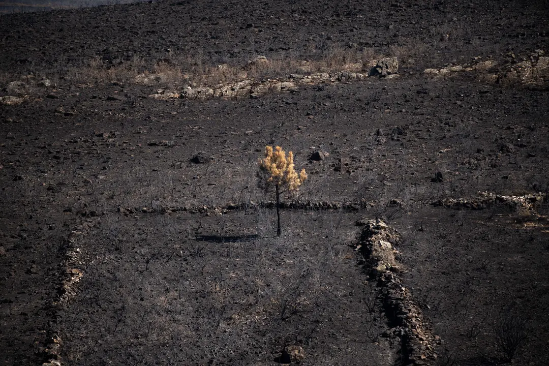Zona calcinada. | Europa Press.