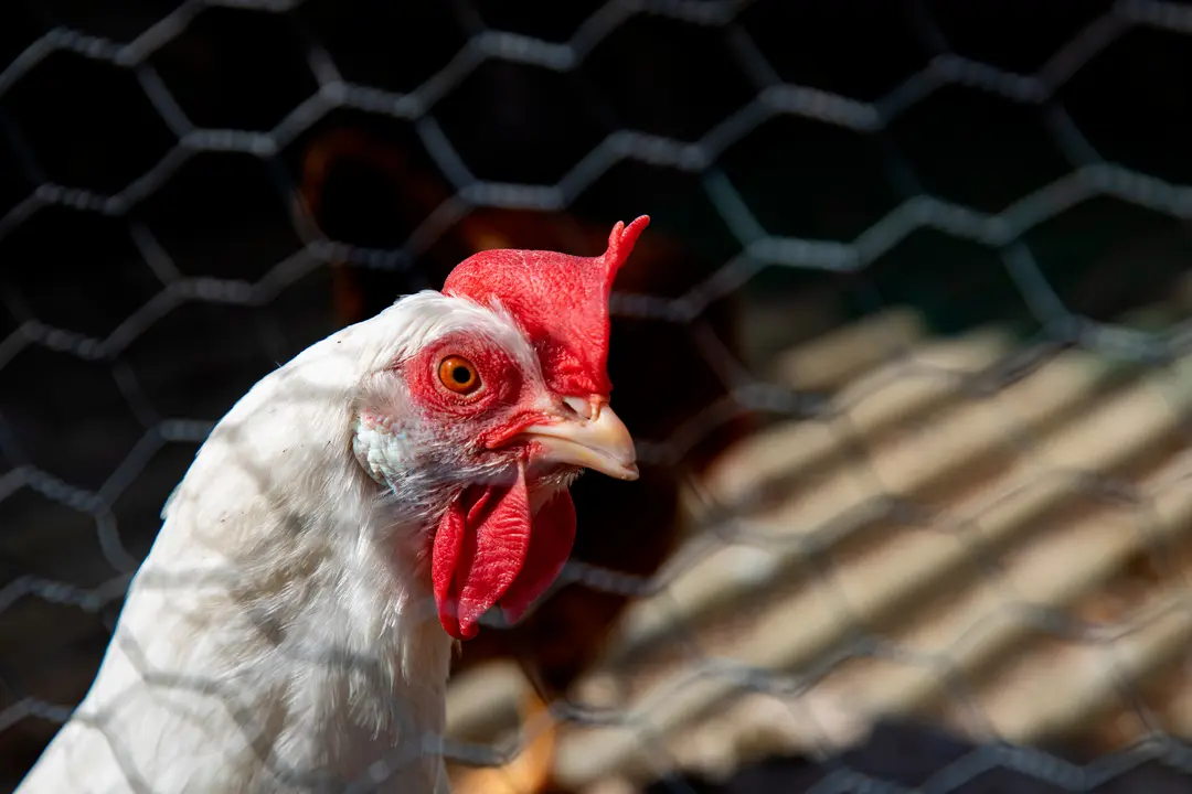 Una gallina. | Europa Press.