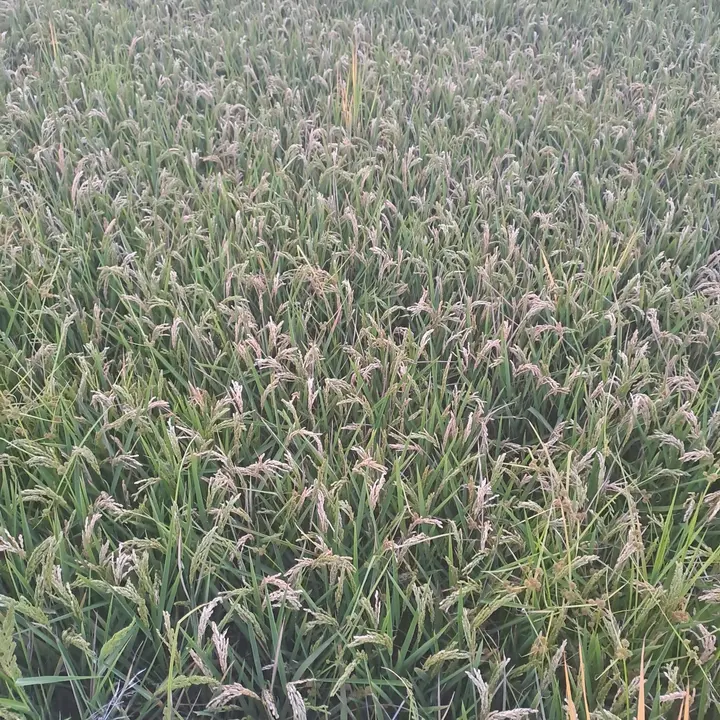 Campo de arroz. | Europa Press.