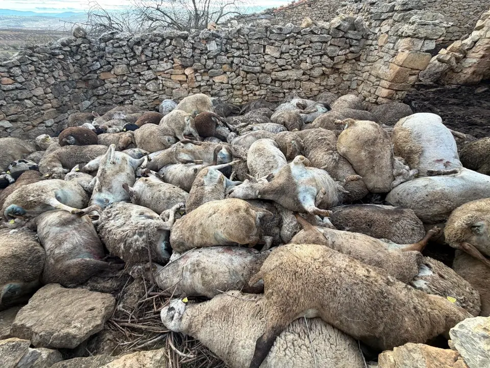 Ovejas muertas en Aras de los Olmos
- AVA-ASAJA