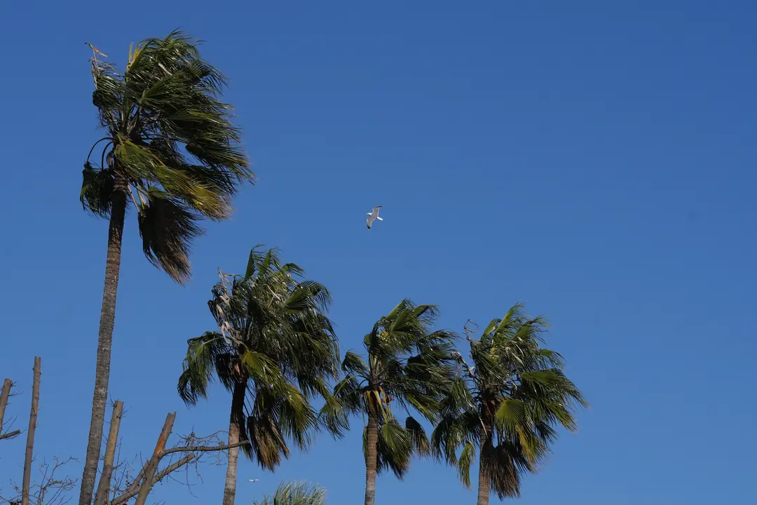Palmeras bajo los efectos del viento. | Europa Press.