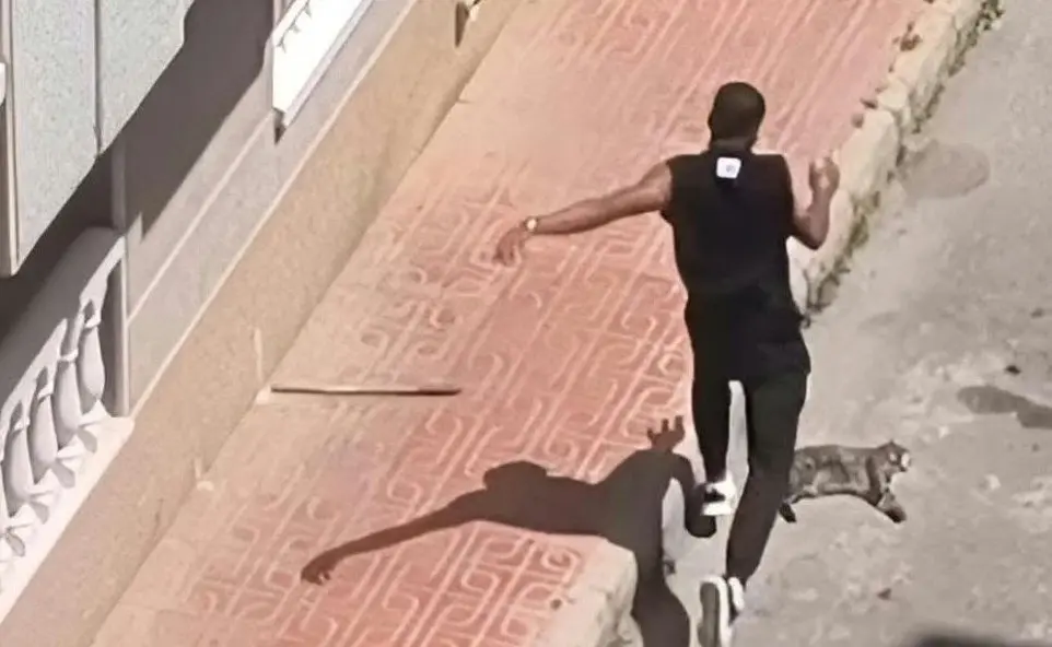 Imagen remitida por Pacma sobre la supuesta agresi&oacute;n al animal en Torrevieja
- PACMA