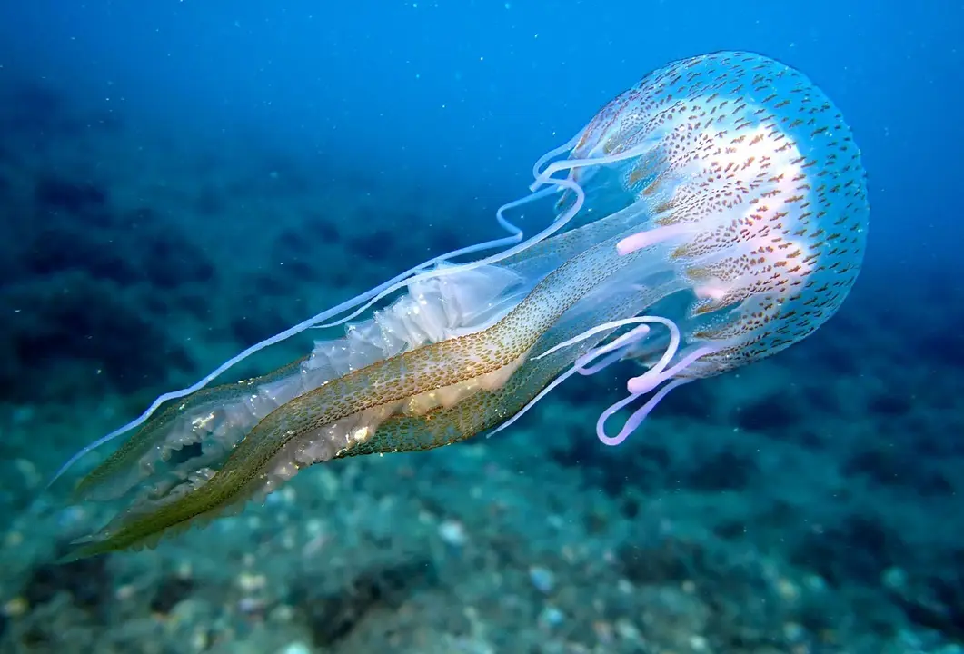 Imagen de recurso de una medusa. | Europa Press.