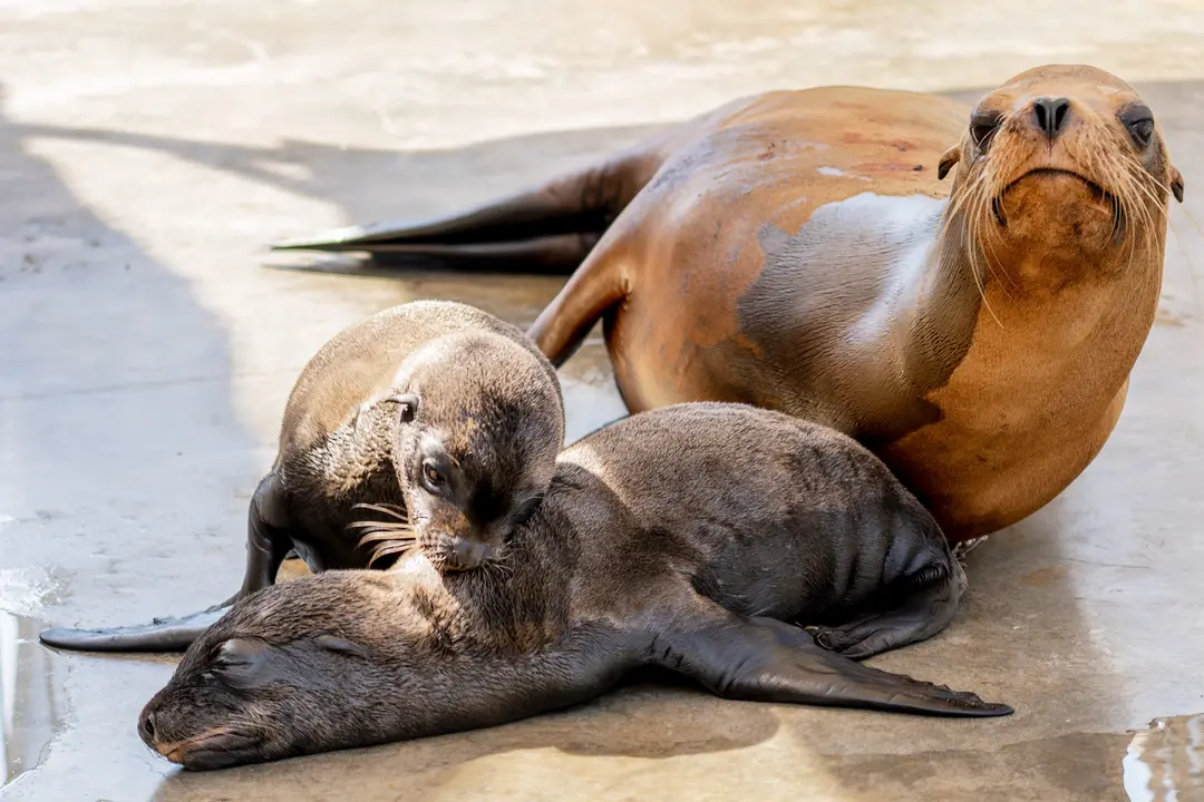 Los mellizos junto a su madre en l'Oceanogr&agrave;fic. | Europa Press.
