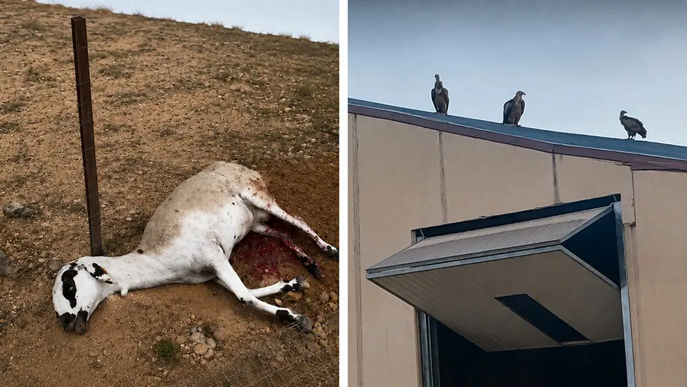 AVA-ASAJA denuncia que los buitres matan en Valencia una oveja y un corderito tras el parto. | Europa Press.