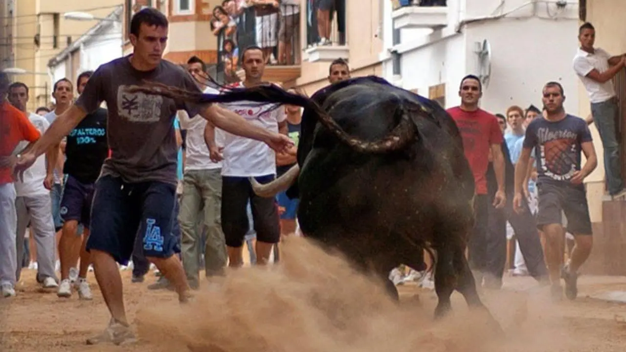 Bous al carrer. - EP.