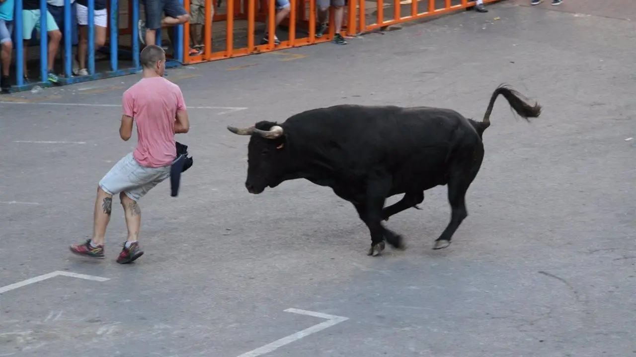 Bous al carrer. - EP.