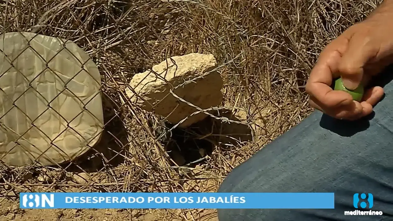 Los agricultores de Picassent, hartos de los jabal&iacute;es: "Es una desesperaci&oacute;n total"