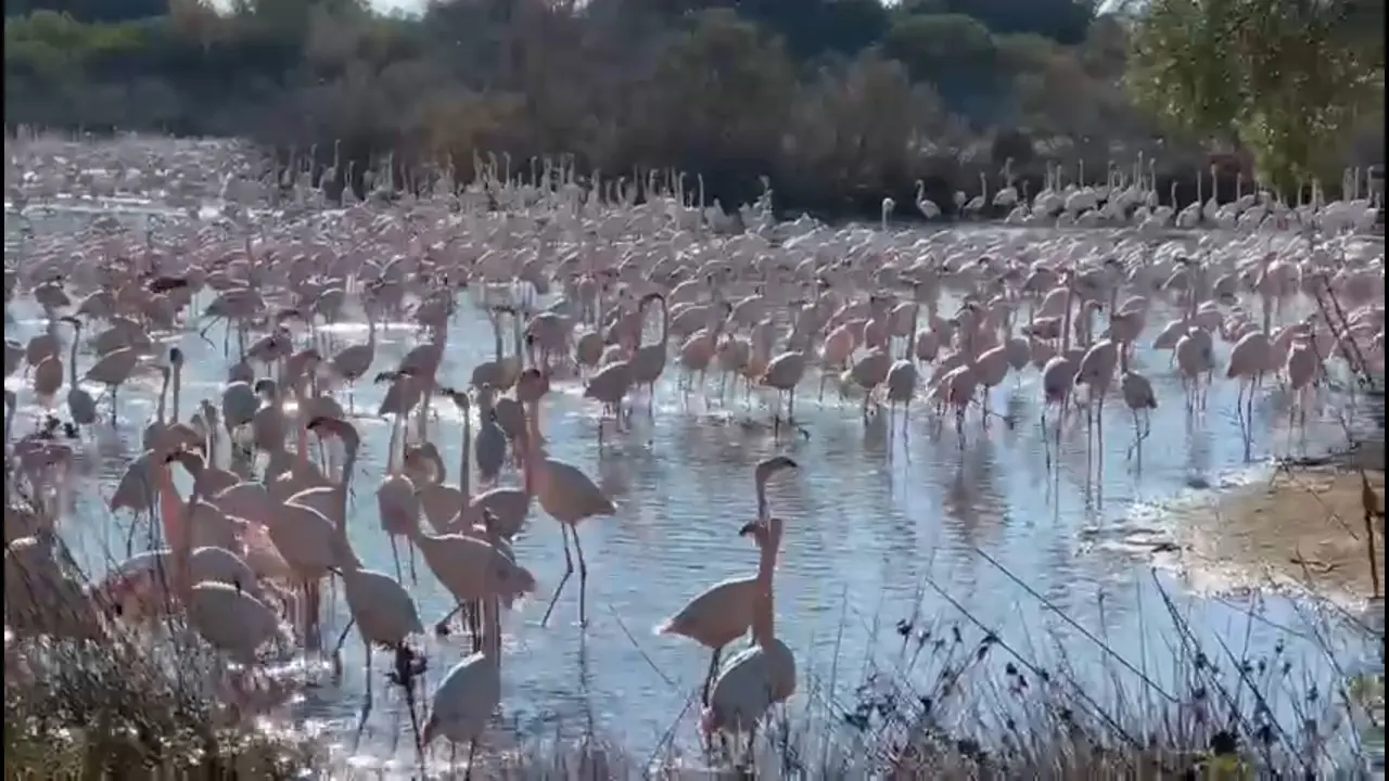 Los flamencos amenazan los cultivos de arroz de l'Albulfera de Valencia