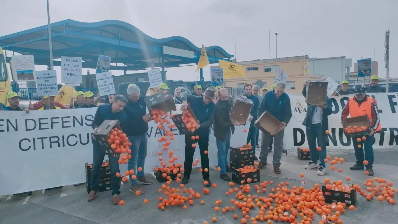 Agricultores tirando las mandarinas. - Europa Press