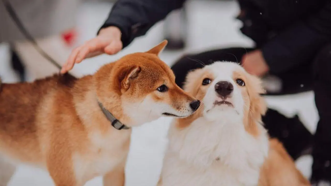 Perros. - 123RF/kseniyaresphoto