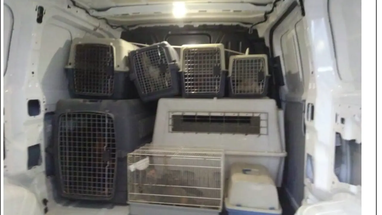 Gallos de pelea intervenidos por la Polic&iacute;a Local de Alicante | EP