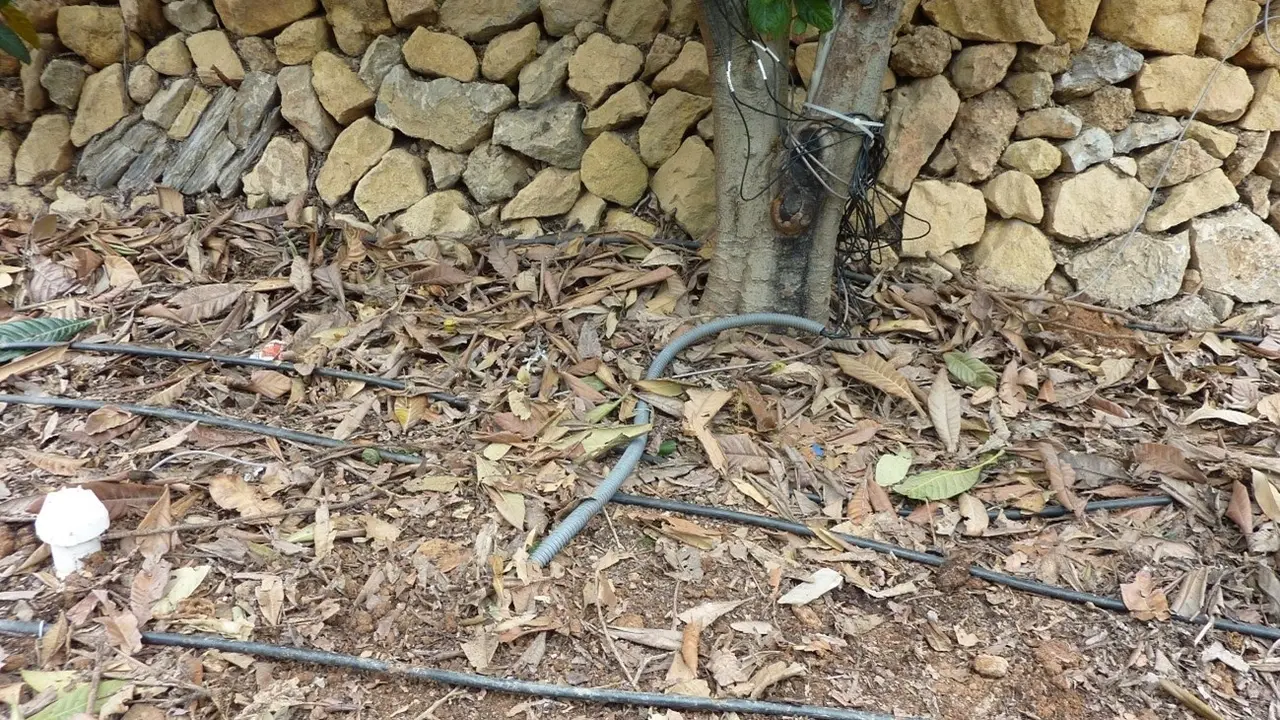 Imagen de riego por goteo en cultivo de n&iacute;spero
- GVA