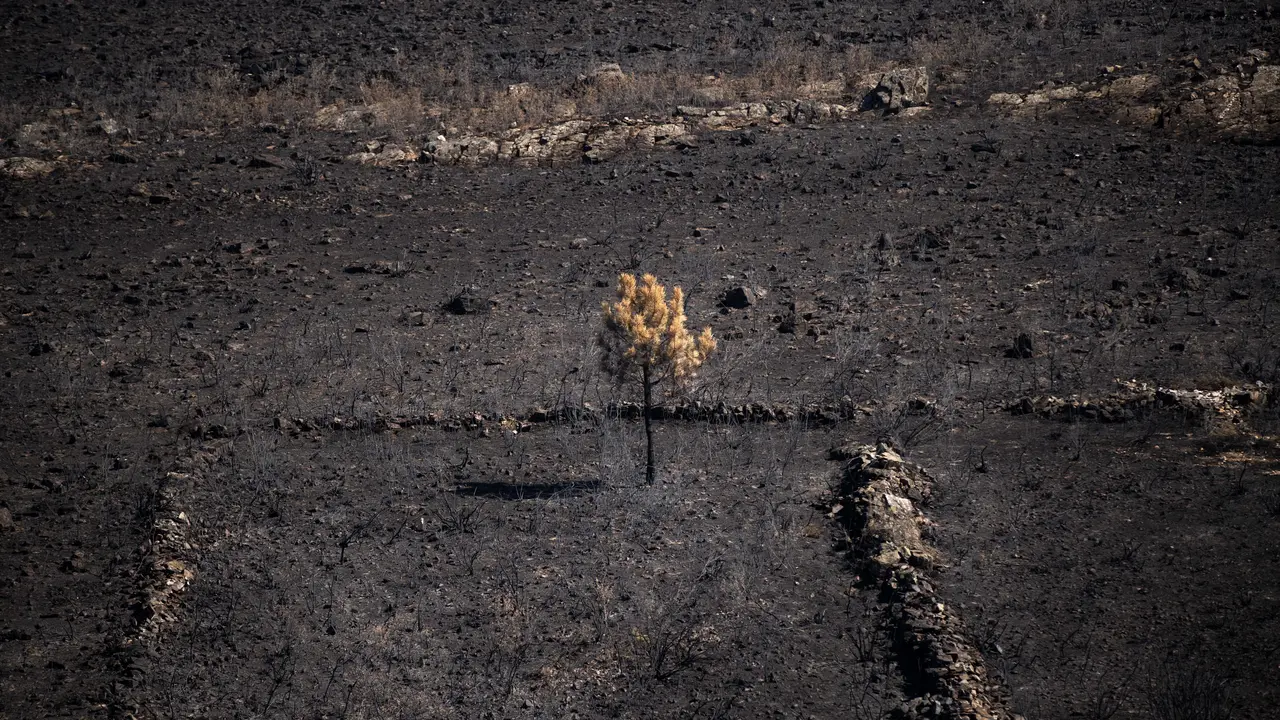 Zona calcinada. | Europa Press.