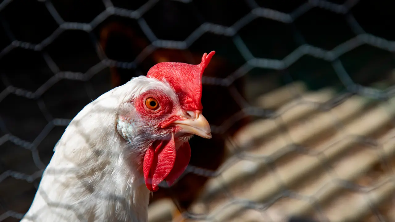 Una gallina. | Europa Press.