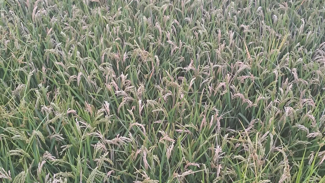 Campo de arroz. | Europa Press.