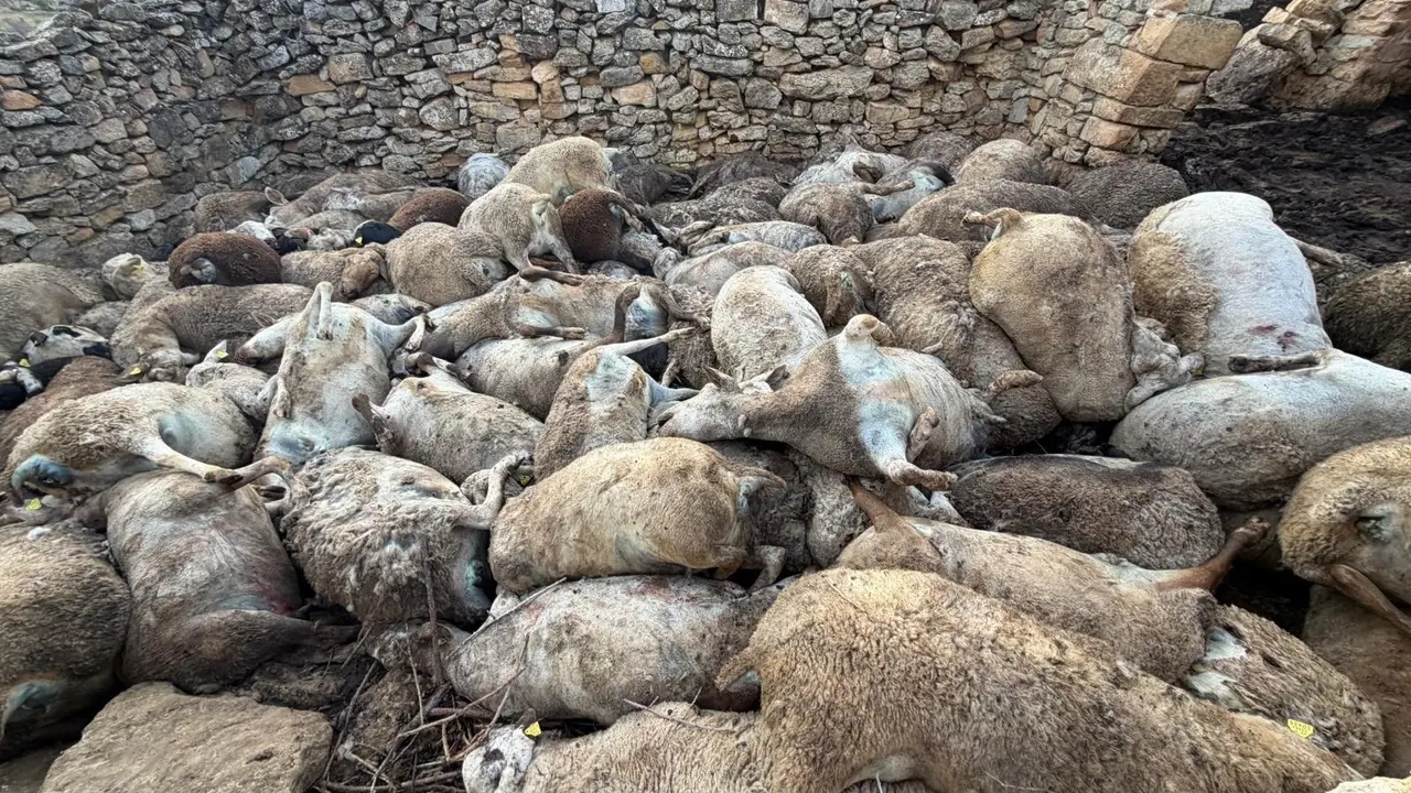 Ovejas muertas en Aras de los Olmos
- AVA-ASAJA