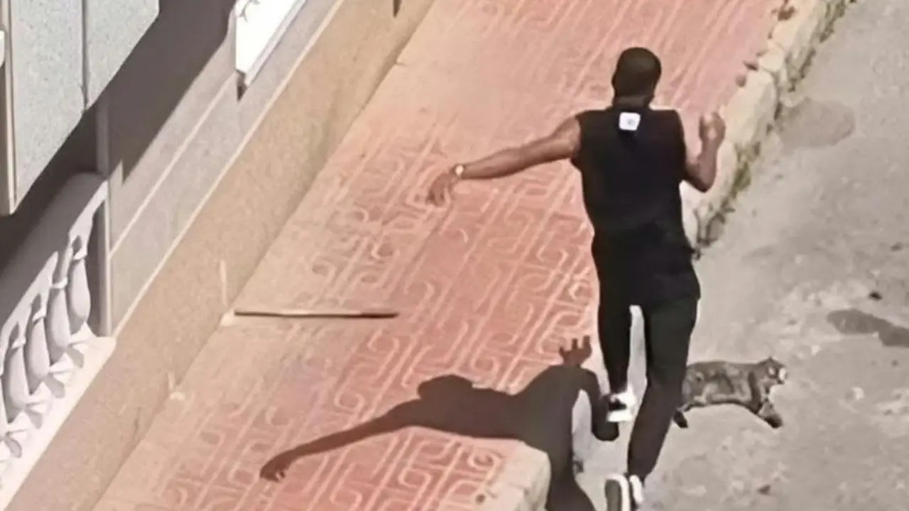Imagen remitida por Pacma sobre la supuesta agresi&oacute;n al animal en Torrevieja
- PACMA