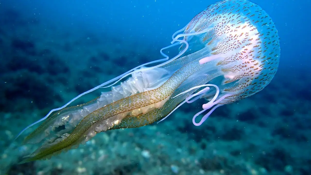 Imagen de recurso de una medusa. | Europa Press.