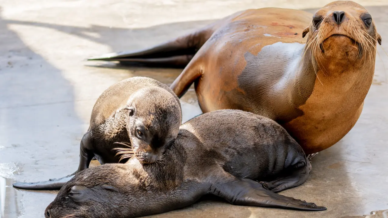 Los mellizos junto a su madre en l'Oceanogr&agrave;fic. | Europa Press.